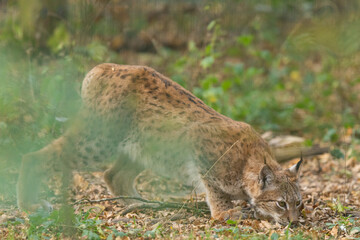 A lynx sniffs the ground in the forest