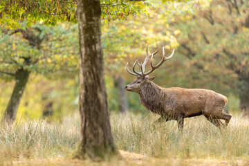 Naklejka na ściany i meble A red deer walks in the forest