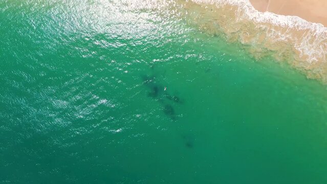 Drone aerial shot of swimmer floating ocean sand beach bay Maitland Bay Bouddi National Park NSW Central Coast travel tourism holiday Australia 4K