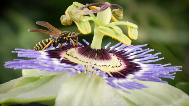 Bee or wasp pollinating flower. Sucking nectar from the purple passion flower. Macro closeup shot in 4K