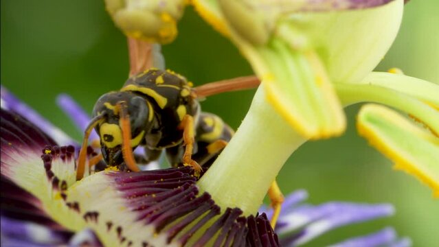 Bee or wasp pollinating purple passion flower. Pollen on the insect. Close up macro shot.