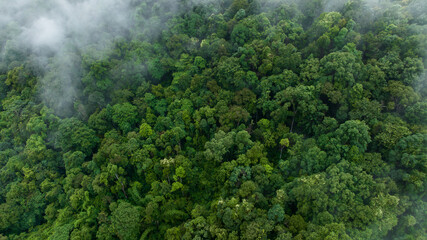 Aerial view misty foggy mountain landscape with tropical rain forest,Forest in the valley in the morning is very foggy.