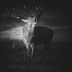Black and white stag 