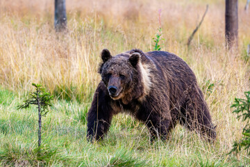 brown bear in the forest