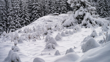 snowy forest. fog in the mountains. the first snow in the mountains. snowy winter