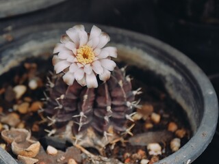 close up of a flower