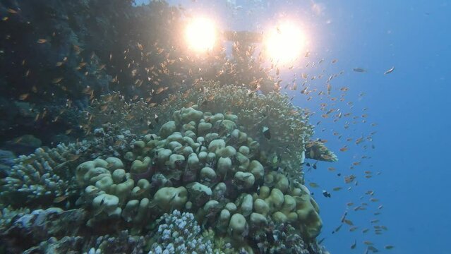 Underwater videographer using lightning equipment, exploring marine life. Exotic tropical small fish species schooling in coral reef on seabed