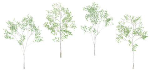 3d rendering of Birch trees with transparent background