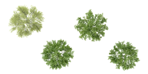 Deurstickers Cottonwood,Birch trees in the forest, top view, area view, isolated on transparent background, 3D illustration, cg render © Saifstock