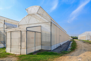 Fototapeta na wymiar Large nurseries on farms and plant insect and disease prevention and sunlight control