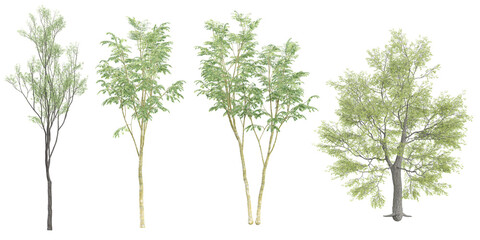 set of Black locust,Birch trees on transparent background, 3D rendering