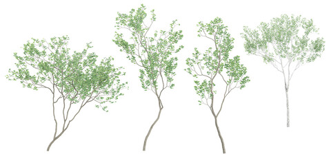 Fototapeta premium Silver Birch Trees with transparent background, 3D rendering, for illustration, digital composition, architecture visualization