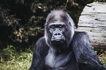 Portrait d'un impressionnant gorille des plaines de l'ouest