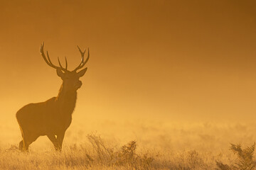 Fototapeta na wymiar deer in the sunset