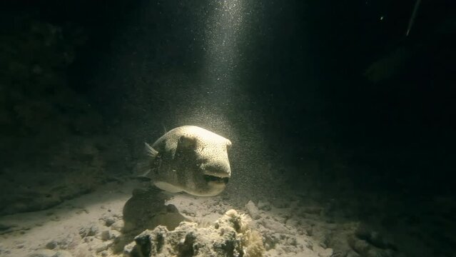 Starry puffer fish swimming on dark seabed closeup tracking shot. Toadfish underwater close view. Exploring undersea marine life
