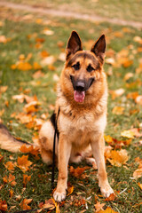 dog is sitting in the foliage. German Shepherd in the autumn park