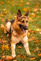 dog is lying in the foliage. German Shepherd. Autumn