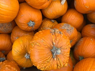 Orange pumpkins for decoration for Halloween in the store