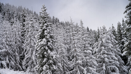 snowy forest. fog in the mountains. the first snow in the mountains. snowy winter