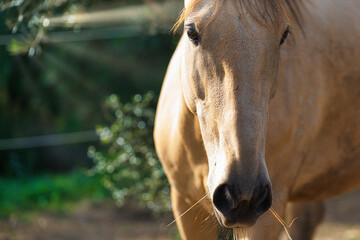 Cremefarbenes Pferd mit Sonnenstrahlen von vorne im Profil im sonnigen Süden