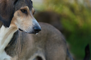 Beigefarbener kurzhaar Hund im 3/4 Profil mit sommerlichem Hintergrund