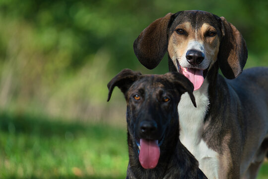 zwei Hundeköpfe im Frontprofil vor sommerlichem grünen natürlichem Hintergrund mit hängender Zunge.