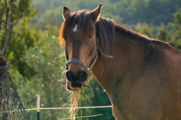 Pferdeportrait eines braunen Pferdes im sonnigen Abendlicht beim Fressen. - obrazy, fototapety, plakaty
