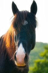Pferdeportrait eines schwarzen Pferdes mit weißer Blesse und Sonnenlicht einfall.