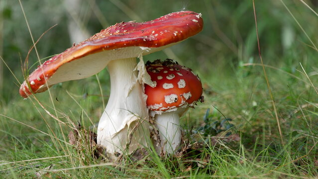 Fliegenpilz