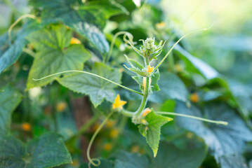 The sprout of cucumber plant, growing and flowering in the garden outdoors, close up. Concept of...