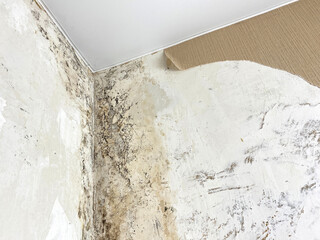 black mold on the wall in the apartment after flooding. apartment renovation, Black mold wall ceiling corner fungus microbe allergen indoor danger