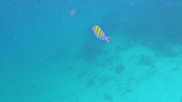 Snorkling snorkel in Phi Phi Island Corel reef teaming with reef fish of various colours. Phuket Thailand teaming with reef fish of various colours. vibrant and colourful Corel reef