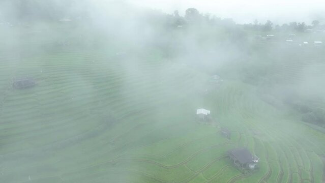 Aerial view of Rice terrace in the rain season at morning mist Ban Pa Bong Piang in Chiang mai, Thailand. 4k video from drone,
