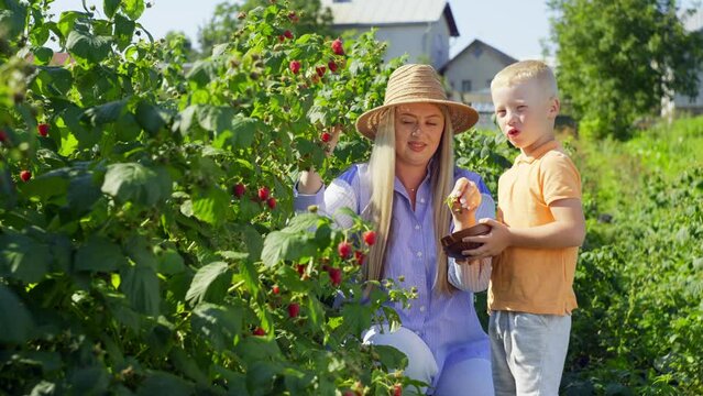 The son is holding a plate in which the mother collects raspberries. A woman and a child have fun talking together. High quality 4k footage