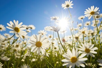 perennial daisies reaching towards the sunlight