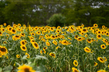 field of sunflowers in summer from Karnataka, India