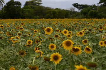 Obraz premium field of sunflowers in summer from Karnataka, India
