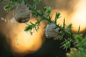 Exotic green tree branch with thorns and twin cocoons in blurred light