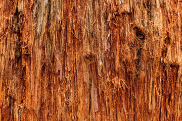 Closeup of gaint wooden tree growing in forest