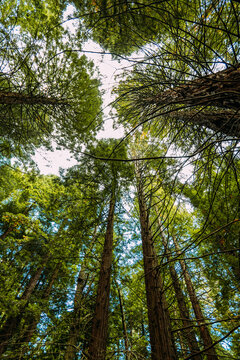 Fototapeta Tall trees in green forest on sunny day