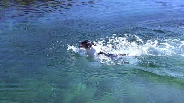 Dog jumps into the river