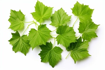 Isolated grape leaves on a white background, from a top view. Generative AI