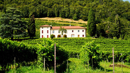 Obraz premium I vigneti del Prosecco nella regione di Valdobbiadene in provincia di Treviso. Veneto, Italia