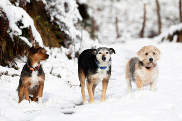 three dogs, black and brown, bodeguero and beagle, together in a snowy landscape in daylight, sunny. in a wooded landscape.