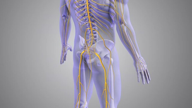 Sciatic nerve pain medical concept