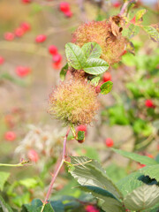 Die Galle einer Gallwespe auf einer wilden Hundsrose Rosa canina