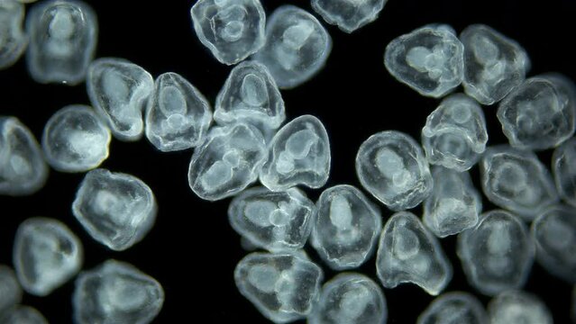 Larvae sea urchin Strongylocentrotus pallidus under microscope, phylum Echinodermata. Prism stage. White sea