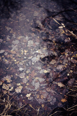 Obraz premium Faded autumn oak leaves in the water