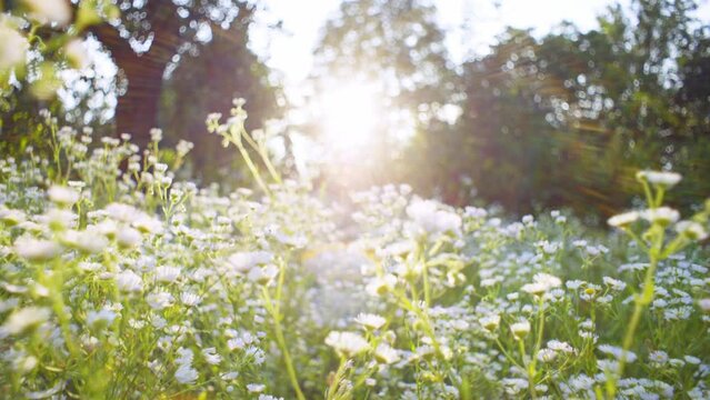 Chamomile polo is surrounded by green trees under the bright rays of the sun. A beautiful static background drawn by nature itself. High quality 4k footage