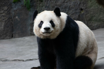 Obraz premium Female Panda returned from Canada, ErShun